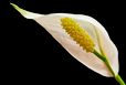 Spath Lily